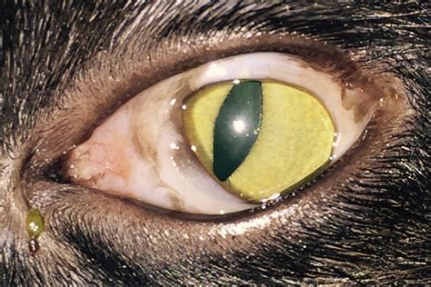 Runny Eyes Feline Herpesvirus Infection Todays Veterinary Practice