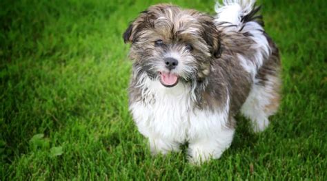 Teddy Bear Dog Breeds 20 Adorable Puppies With Pictures Dog