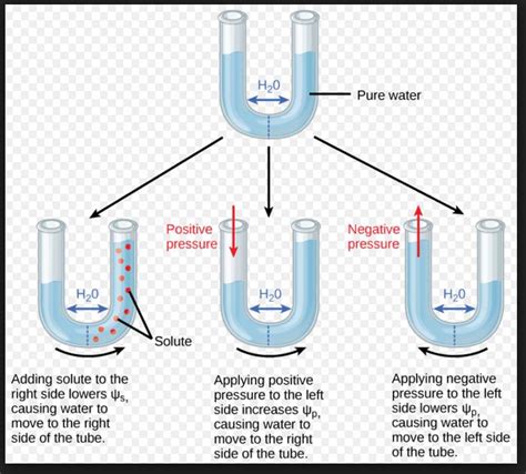 Relationship Between Osmotic Potential And Pressure Potential With Water