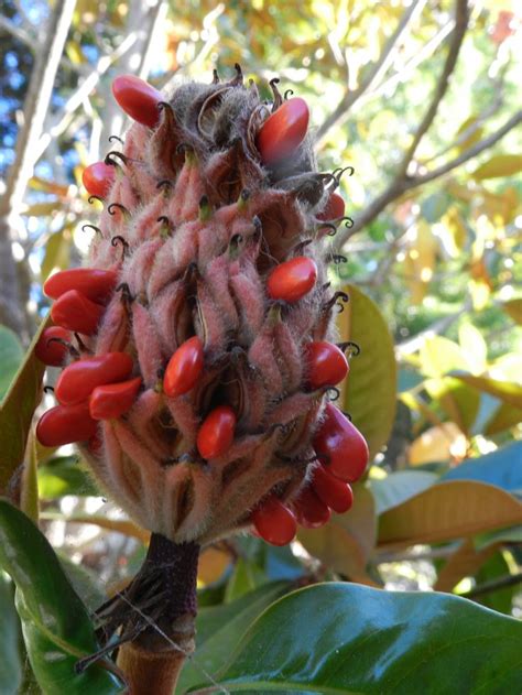 Red Seed Pod From Magnolia Tree Flores