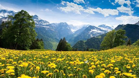 Alps Flowers Mountains Yellow Flowers Wallpapers Hd Desktop And