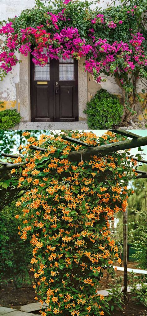 Ultimate guide to climbing plants. 20+ Favorite Flowering Vines and Climbing Plants - A Piece ...