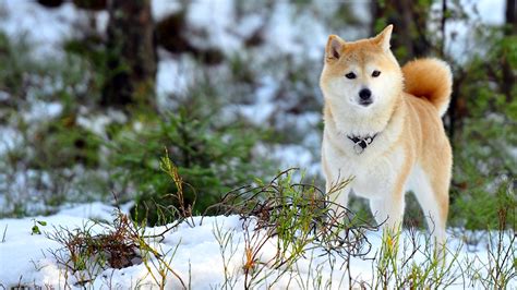 Snow Dogs Cool Forest Wallpapers Hd Desktop And Mobile