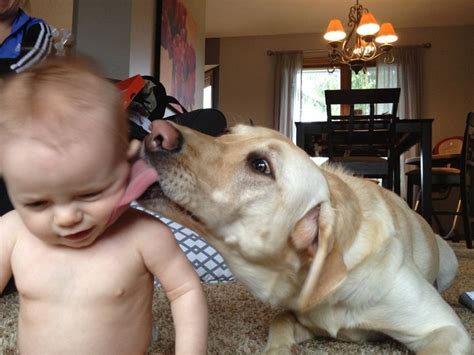 Puppy Kisses Dog Kisses Puppy Kisses Animals For Kids