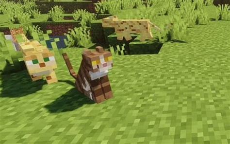 Ocelots In Minecraft All You Need To Know
