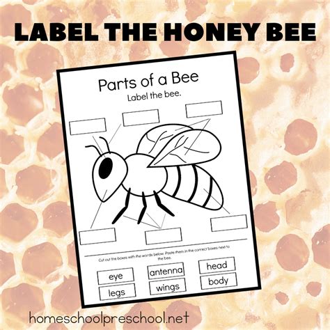 Bee Activities Writing Activities Printable Labels Free Printables Honey Bee Life Cycle