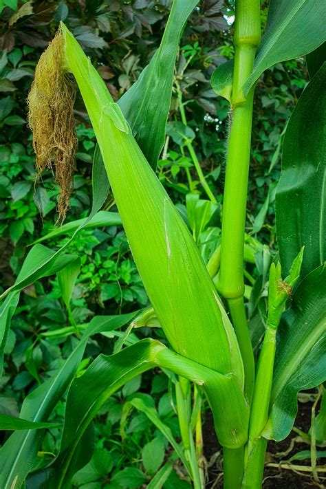 Green Corn Growing Free Stock Photo Public Domain Pictures
