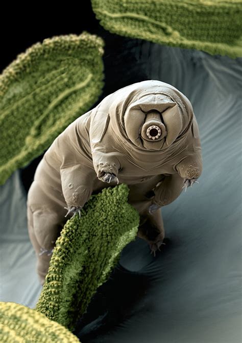 Meet The Toughest Animal On The Planet The Water Bear Can Survive