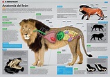 Infografia - Anatomia Del Leon | Infografia de animales, Medicina para ...