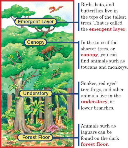 Layers Of The Rainforest Diagram Rainforest Classroom Rainforest