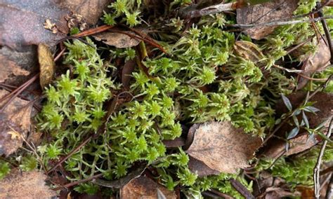 Peat Moss Using Sphagnum Peat In The Garden Epic Gardening