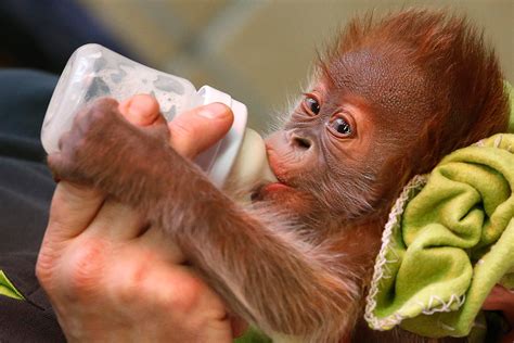 Komite baru penanganan covid dan pemulihan ekonomi nasional pimpinan erick tohir, kenapa perlu? Germany: Baby orangutan Rieke is bottle-fed at Berlin Zoo ...