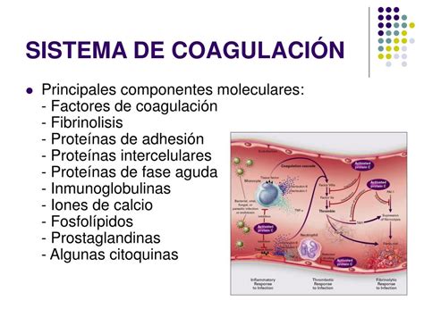 PPT COAGULACIÓN PowerPoint Presentation free download ID