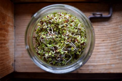 Quick And Easy Sprouting Guide How To Sprout Vegetable Seeds