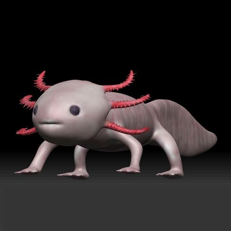 Blender Axolotl Models Turbosquid