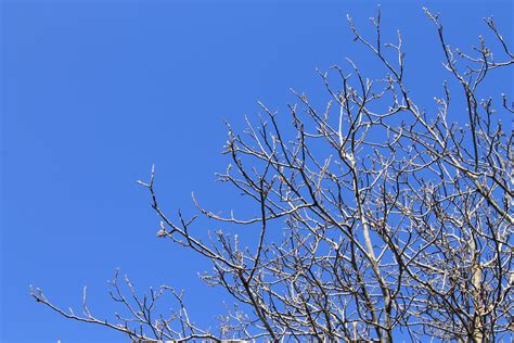 Sky Blue Trees Background Branches Bare Tree Blue Free Image Peakpx