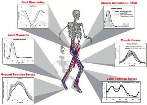 Human Body Musculoskeletal System