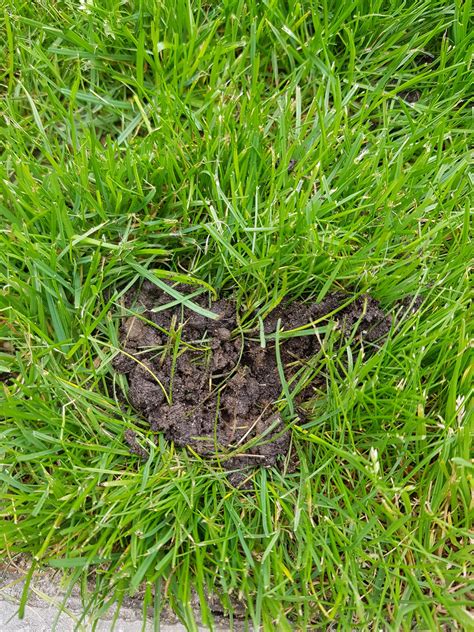 What Are These In My Lawn Small Mounds Of Soil And When I Excavate It