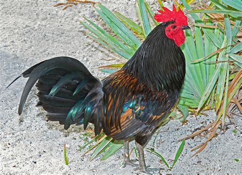 Come explore key west and it's unique culture and history. Gypsy Chicken, Rooster Photograph by Millard H. Sharp