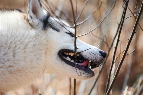 Premium Photo Siberian Husky Dog Chews Tree Branch For Brushing Teeth