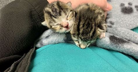 Newborn Kittens Rescued From Death After Almost Being Crushed At