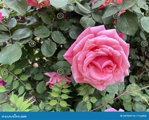The Flowers Of The Chinese Roses Are In Full Bloom Stock Photo Image