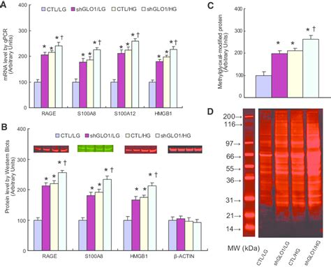 GLO1 Knockdown Duplicates The Effect Of Hyperglycemia On Expression Of