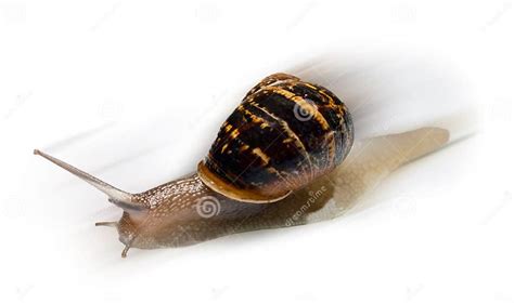 Fast Snail With Motion Blur Stock Photo Image Of Move Mollusk 15158402