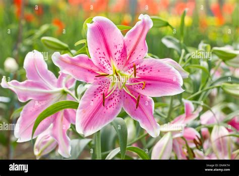 Lily Flower Bouquet Hi Res Stock Photography And Images Alamy