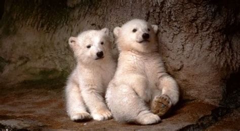 Cutest Baby Polar Bears Facts Photos And Videos All About Polar Bear
