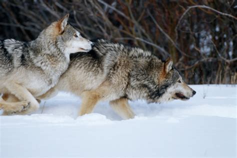 Wolf Tracking Montana Fwp