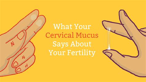Cervical Mucus Chart Know When Youre Fertile Mama Natural Cervical Mucus Chart Cervical