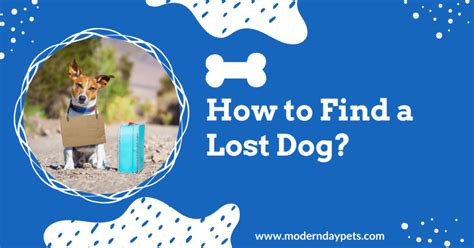 How To Find A Lost Dog Modern Day Pets