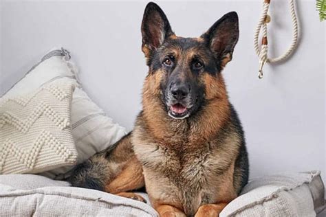 7 Best Dog Beds For German Shepherds 2022