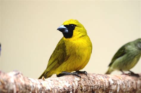 Yellow Green Grosbeak Az Birds
