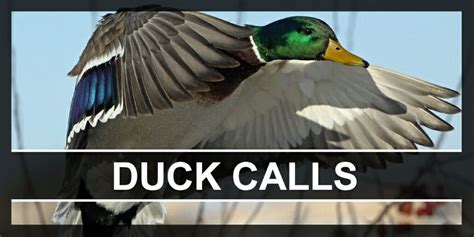 How To Blow A Duck Call Duck Calling Techniques And Calling Tips Gvcc