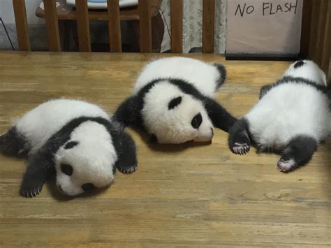 Panda Cubs Sleeping Archie Flickr