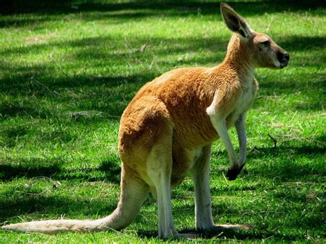 Kangaroos Facts And Pictures All Wildlife Photographs