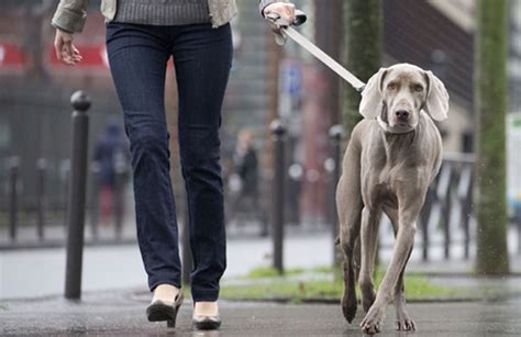 Los Beneficios De Salir A Caminar Con Tu Perro Mi Royal Canin