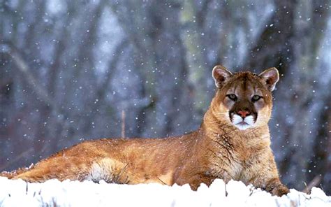 Cougars Wallpapers Wallpaper Cave