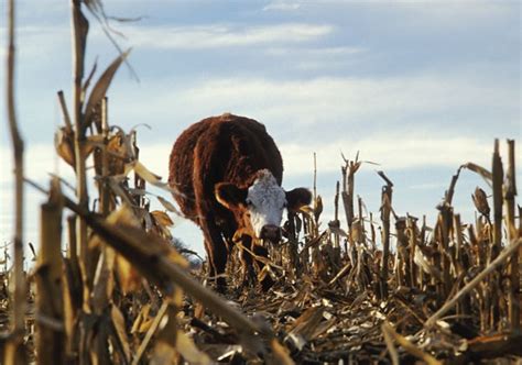 Grazing Drought Stressed Corn Stalks For Cattle Feed