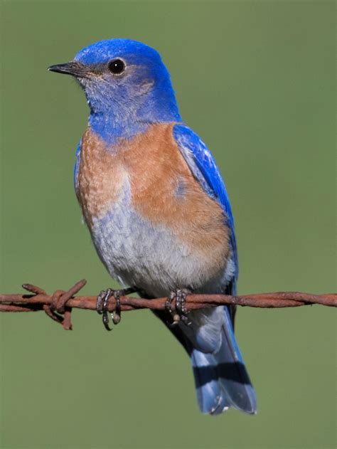 Filewestern Bluebird Male Wikimedia Commons