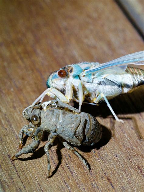 Cicadas Shedding Shell Molting Cicada Timelapse