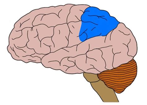 Know Your Brain Posterior Parietal Cortex