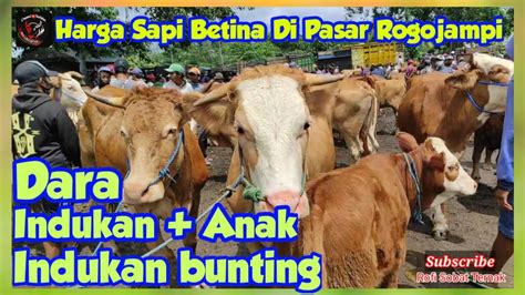 Pasar Hewan Rogojampi Pusatnya Sapi Betina Cek Juga Harga Dara Indukan Bunting Indukan Dan