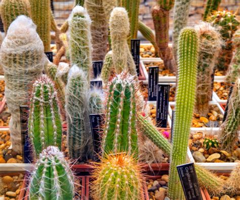 Cactus Plants Names Stock Photos Pictures And Royalty Free Images Istock
