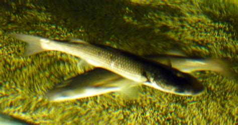 Flathead Grey Mullet Mugil Cephalus Zoochat