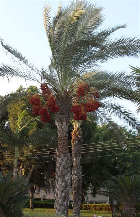 Date Palm Tree How To Grow And Care Palm Plant Palm Trees Date Palm