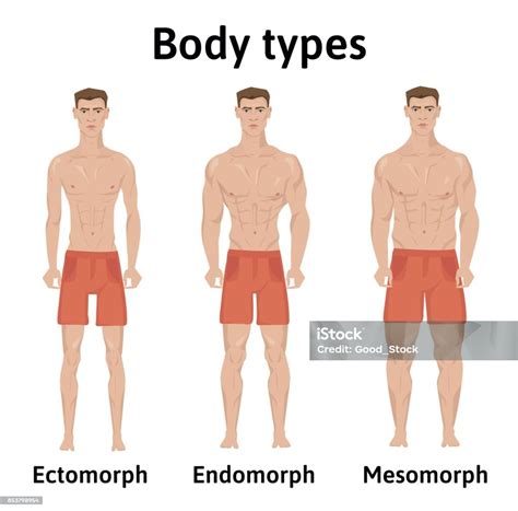 Endomorfo Ectomorfo E Mesomorfo
