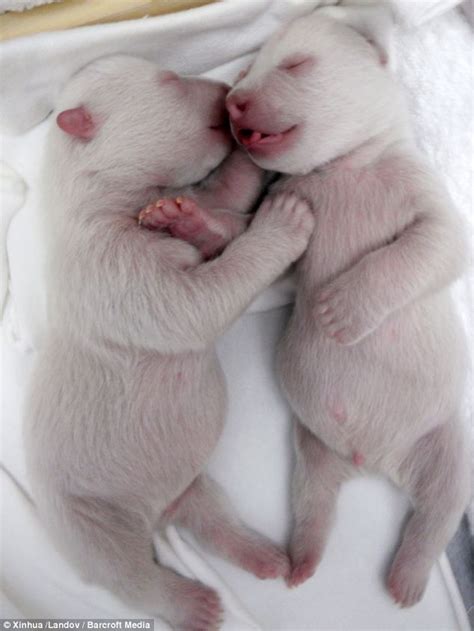 The Animal Zone Twice As Cute Newborn Polar Bear Twins